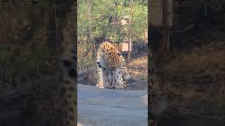 Majestic Amur Leopard in NYC Staten Island Zoo #shorts #amurleopard #statenisland
