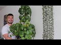 How to Grow A Giant Pilea Peperomioides | Houseplant Care Guide and Tips