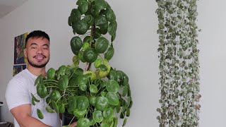 How to Grow A Giant Pilea Peperomioides | Houseplant Care Guide and Tips