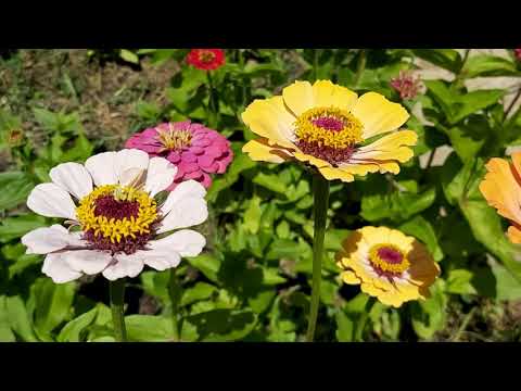 Video: Îngrijirea semințelor de aster: cum să crești flori de aster din semințe
