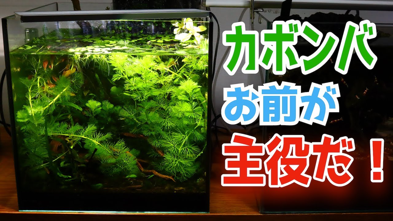 安く買えるカボンバでも水草水槽が立派になります アクアリウム Youtube