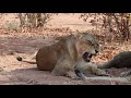 Tuli Wilderness - The Great Land of Roars &amp; Dust.  Northern Tuli Game Reserve, Botswana.