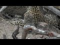 SafariLive: Thandi and her 2 cubs!