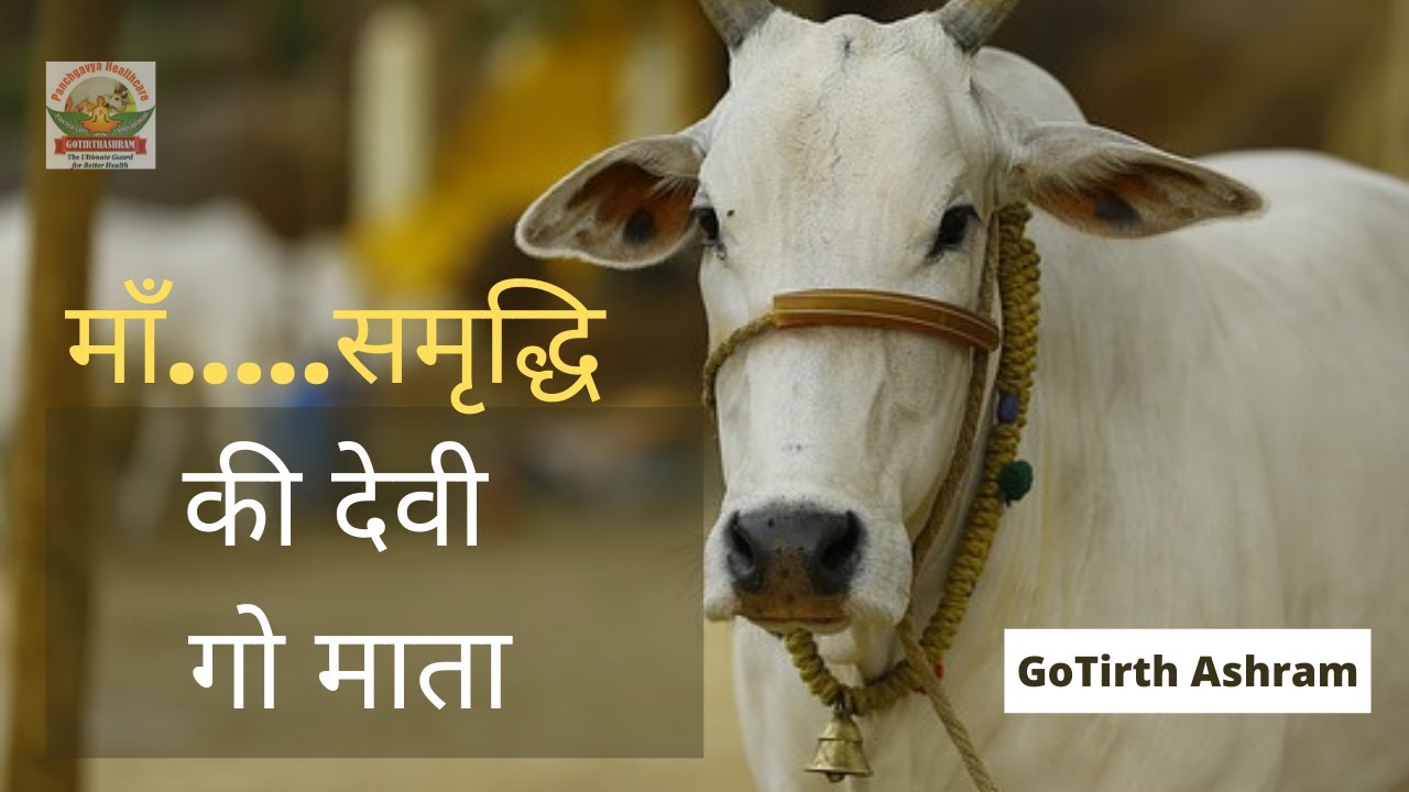 माँ.....समृद्धि की देवी गो माता