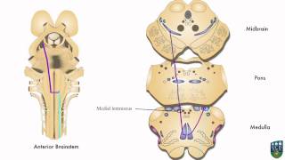 AXON: Dorsal Column Pathway (Fine Tactile Sensation, Conscious Proprioception) from Hand (5 of 9)