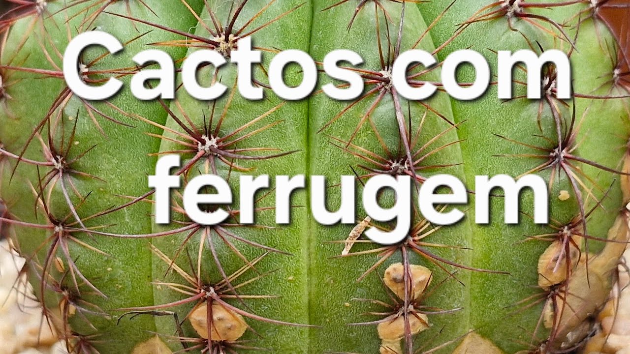 Como estou tratando meus cactos com ferrugem