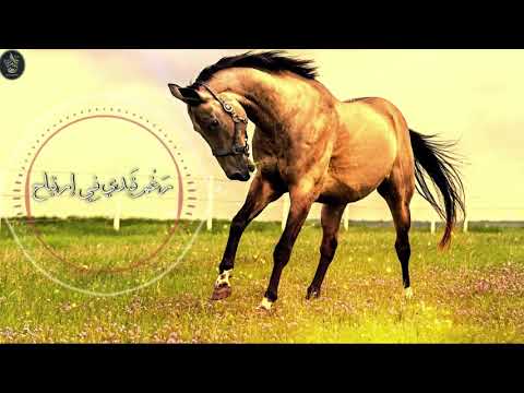 أنشودة قيدوني المنشد ضياء عبد القادر جديد 2019 روعه روعه لا توصف HD 