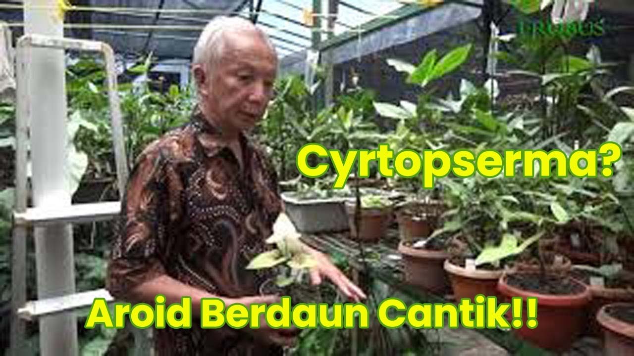 (EPISODE: GREG HAMBALI) : Sukses Menyilangkan Aroid-Cyrtosperma 