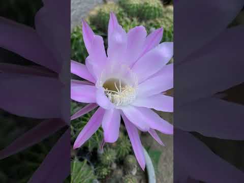 芹沢の“庭園”より🌵サボテンの花の開花🌸 #shorts