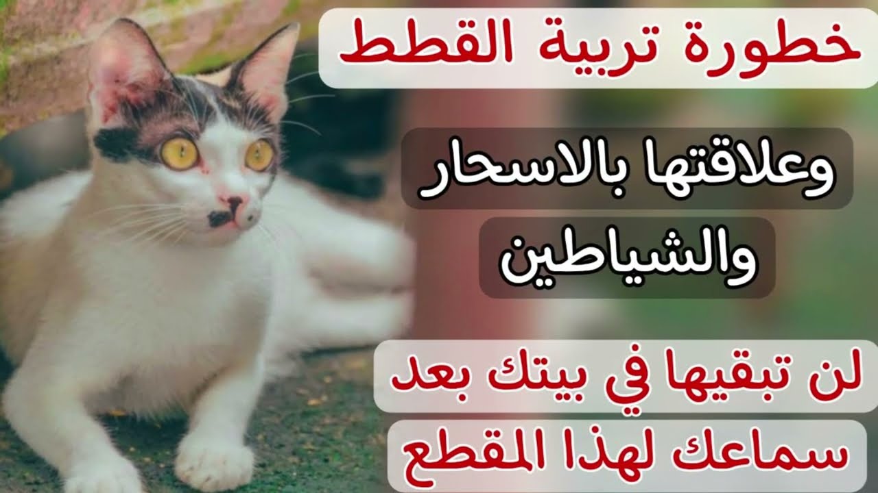 خطورة تربية القطط في البيت وكثرة الاهتمام بها واحتوائها وعلاقة ذلك بالاسحار والشياطين