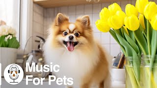 24 Hours of Dog TV | Best Music for Dogs: Deep Separation Anxiety Music to Calm Dogs! by For Your Pets 534 views 4 weeks ago 24 hours