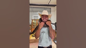 Can anyone catch python #shorts #short