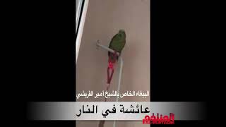 Based Rafidi Parrot says Aisha Fin Naar 🔥