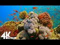 4K Stunning Underwater Wonders of the Red Sea + Relaxing Music - Coral Reefs & Colorful Sea Life