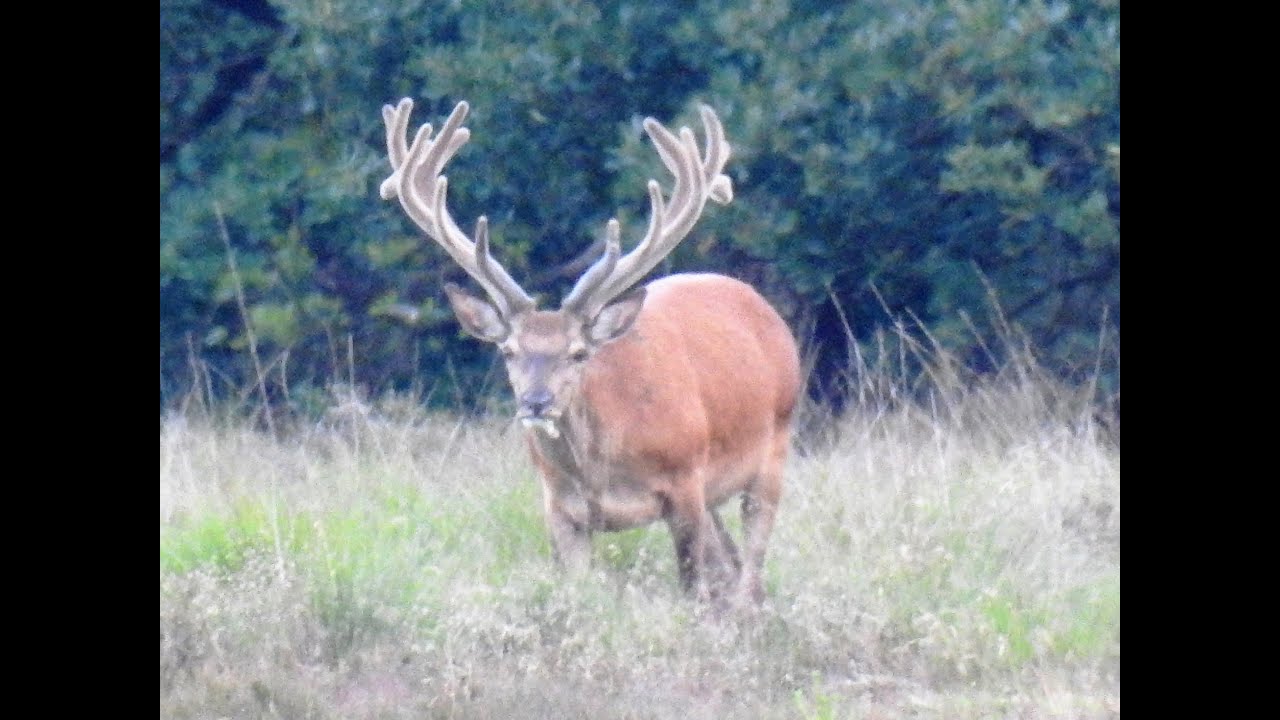 Edelhert mannetje op de Veluwe | Majestueus wild in de Nederlandse natuur | Natuur met Peter 