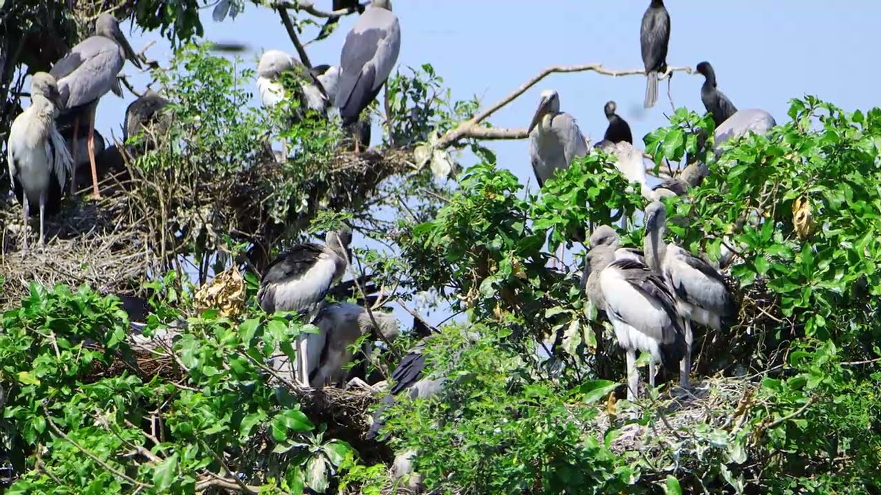 Freedom Of Bird Life Live In The Beautiful Forest and Peaceful Place  0048