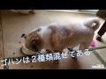 ペット用ドライブボックス取り付け