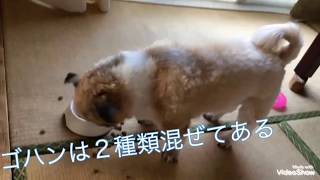 ペット用ドライブボックス取り付け