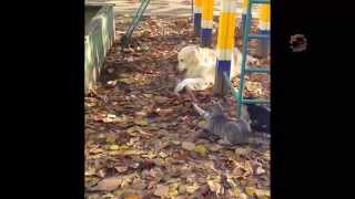 наша Собака- Подруга всех кошек во дворе. dog and cats.-2 наша Собака- Подруга всех кошек во дворе. dog and cats.-2