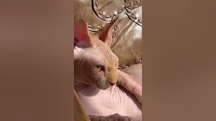 Video 7361511: sphynx munchkin, munchkin cat