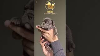 Import Bloodline French Bulldog DELIVERY AVAILABLE 9906844524 #dogs #pets