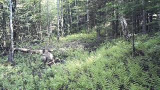 Coyote.AVI