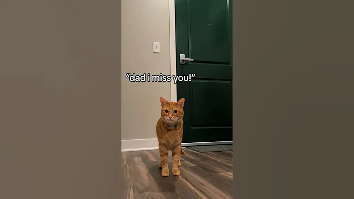 NEVER LEAVE YOUR CAT ALONE!😿