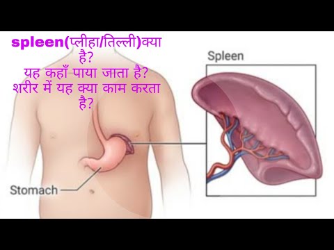 What is spleen(प्लीहा/तिल्ली क्या है?)