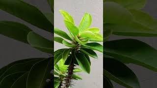 Surah Yaseen #quran #surahyaseen #yasin #allah #surahyasinmubinkitakrar #islamicprayer #beautiful