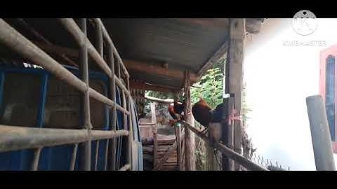 saib me nyuam​ qaib​ qus qaib dib nawb zoo nkauj heev 2023-2024