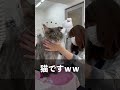 ついに11Kg超えの猫がシャンプーに来ました #shorts