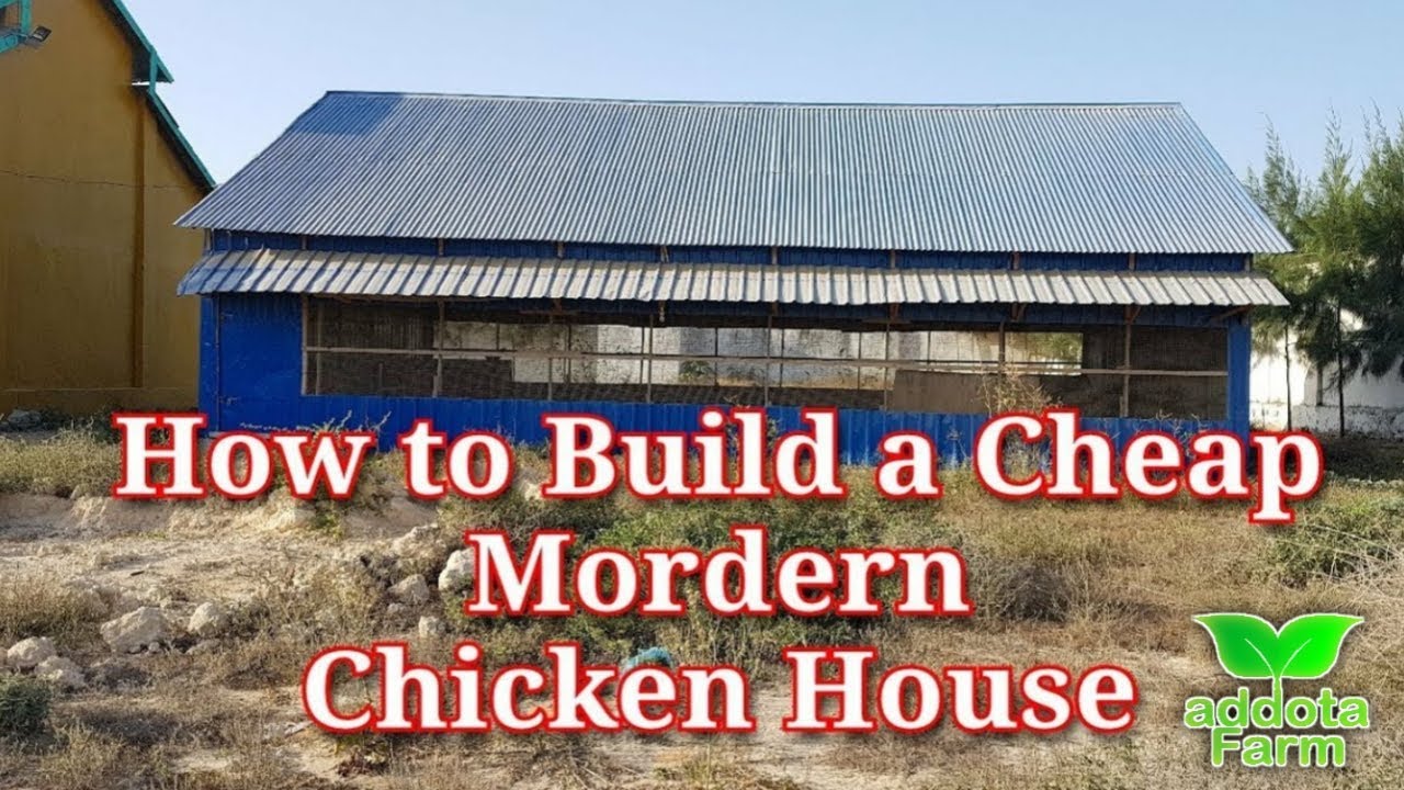 business plan for 1000 broiler chickens