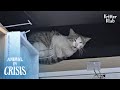 Desperate Mother Cat Had To Steal Food In The Mart For A Sad Reason | Animal in Crisis EP219