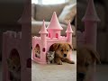 🏰 Pets Playing in a Pink Castle 🐶🐱