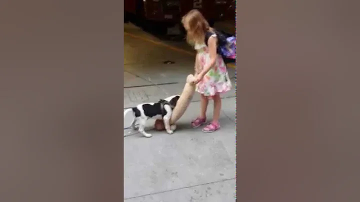 Gem and Firedog Max