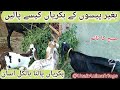 کم خرچ میں بکری پالنے کا 100% کامیاب طریقہ | Goat#farming Farming Low Cost Tips"