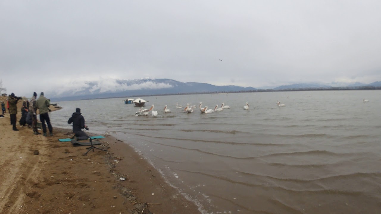 Dalmatian pelican (Pelecanus crispus) #1 