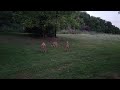 Mama Whitetail with 4 Babies