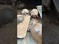 絶滅危惧種の亀🐢巨大コロニー
