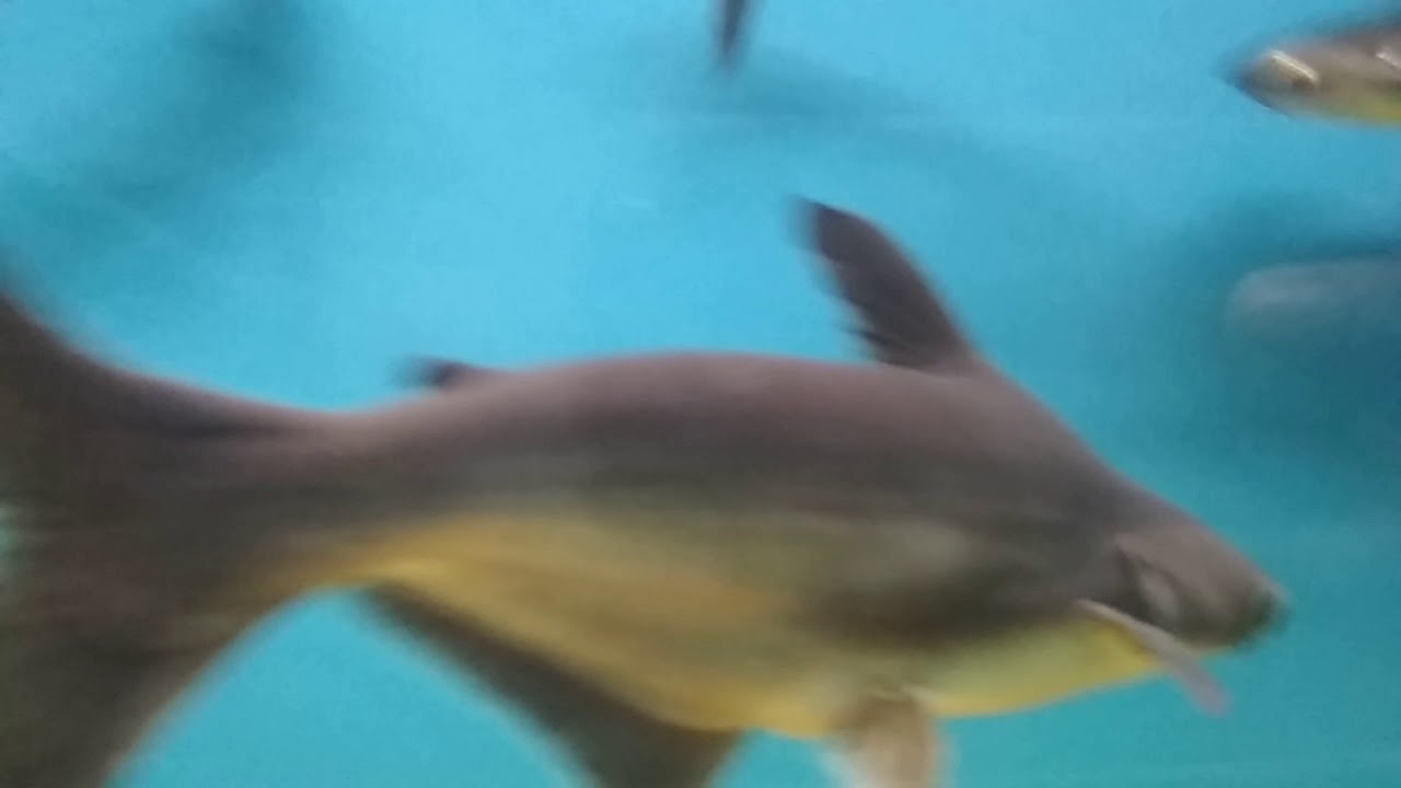 Karwar Marine Fish Aquarium(1)