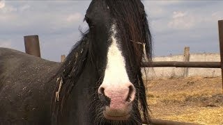 Les Gagaouzes veulent sauver l'élevage des chevaux