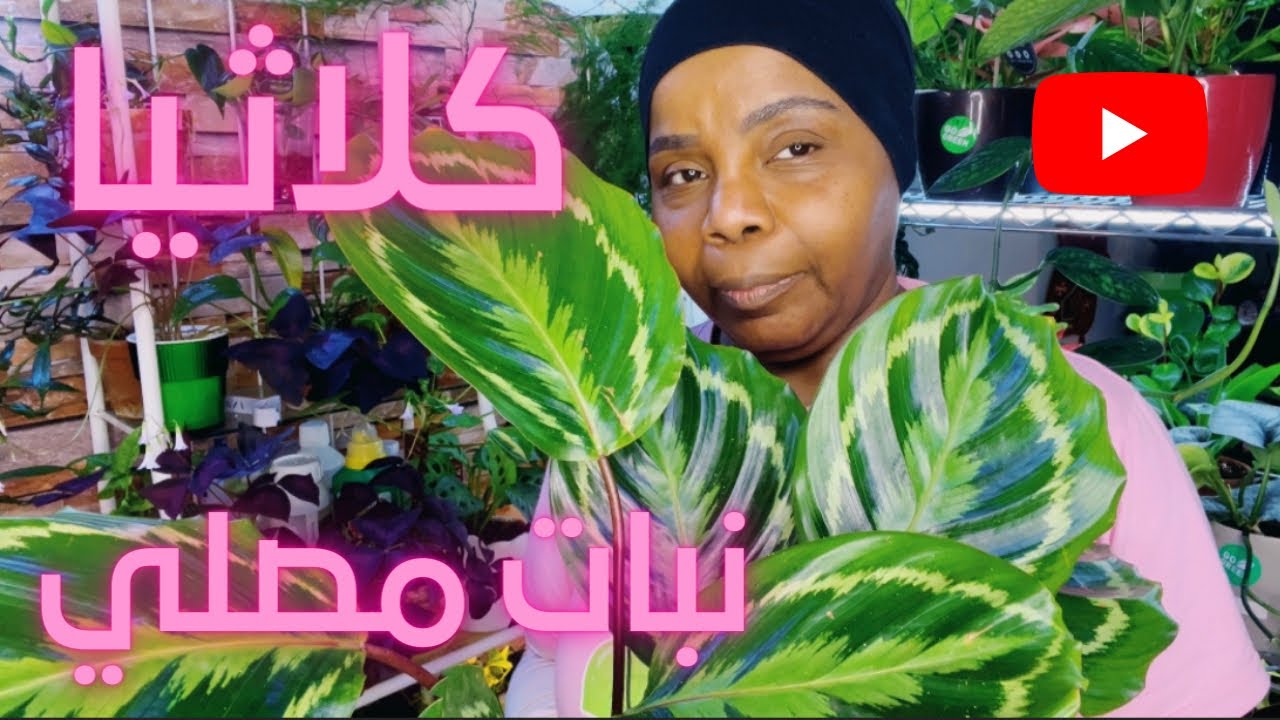 كيفية الرعاية والاهتمام بنبات الكلاثيا النبات المصلي في بيتي بدون شمس