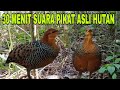🔴 The alluring sound of forest quail, jungle quail or quails fighting