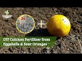 DIY Calcium Fertilizer from Eggshells & Sour Oranges