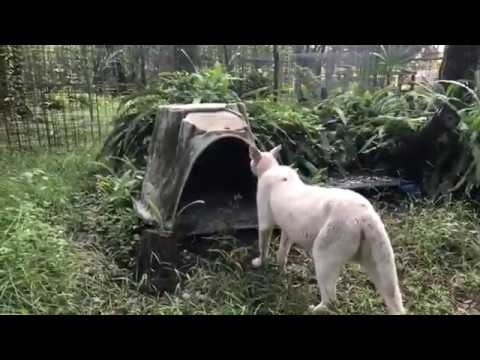 cheetah running speed Q&A at Big Cat Rescue to see big cats 09 18 2019