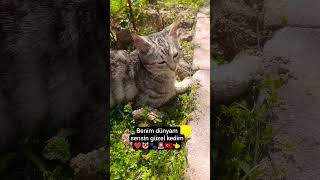 Selam Bro Kapa Gözlerini Şfetedüş