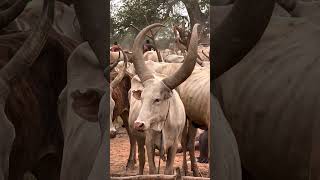 Lions Fear Tribal Cows Mysterious Trick 🔥