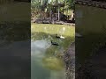 olha os patos