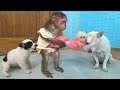 Cute and funny compilation  baby monkey su kuku mimi puppy and mother dog