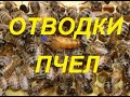 Современное мелкопасечное пчеловодство.Мёда не качали, а матки пришли.